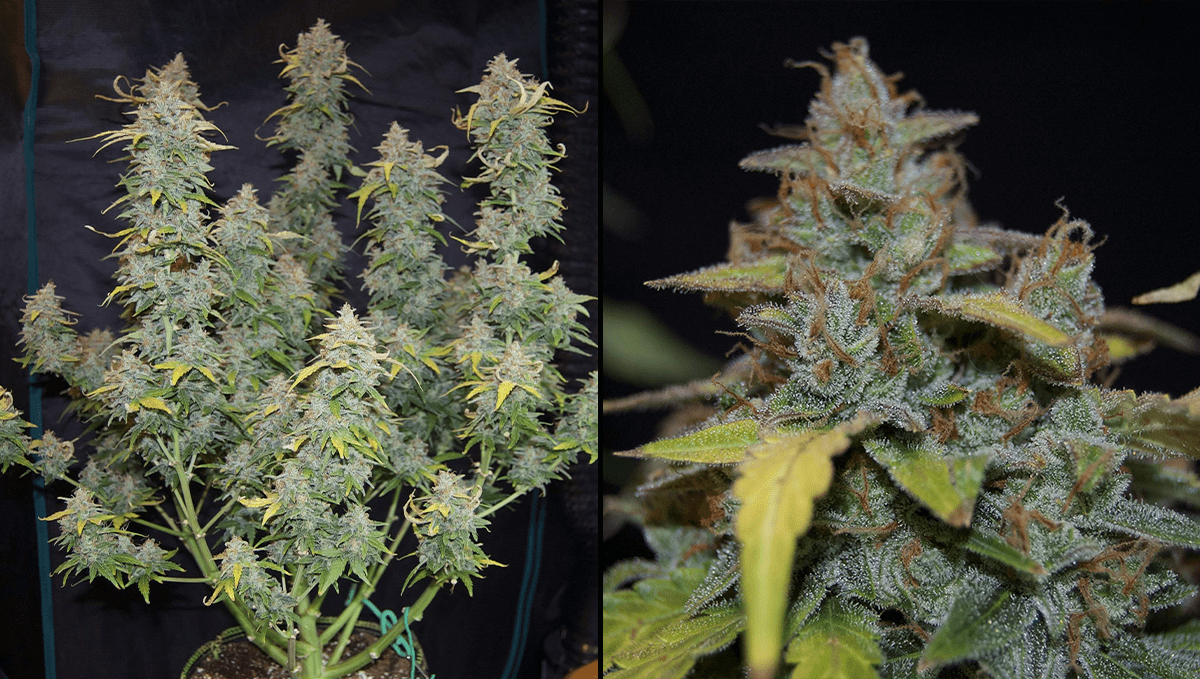 Top 5 neue automatische Cannabissorten: Z Auto Top 5 neue automatische Cannabissorten: Z Auto