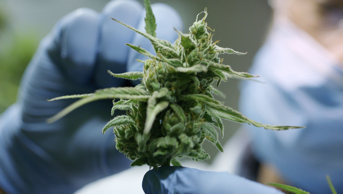 The Sativa/Indica Classification Has No Meaning, a Study Claims: A researcher inspecting a cannabis bud