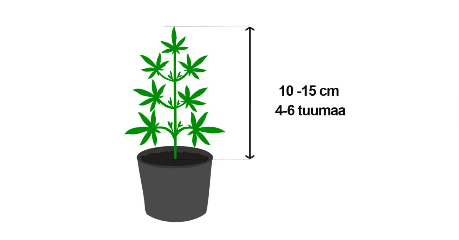 Nuori kasvi jonka koulutuksen voi aloittaa