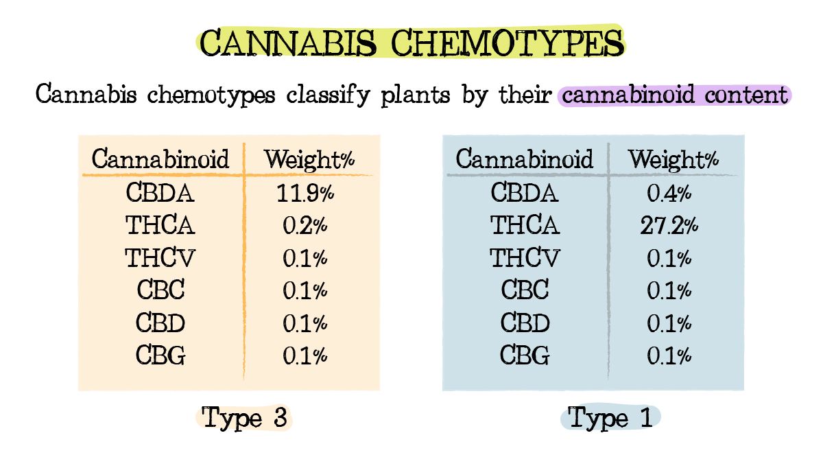 Cannabis chemtypes and chemovars: what are chemotypes?