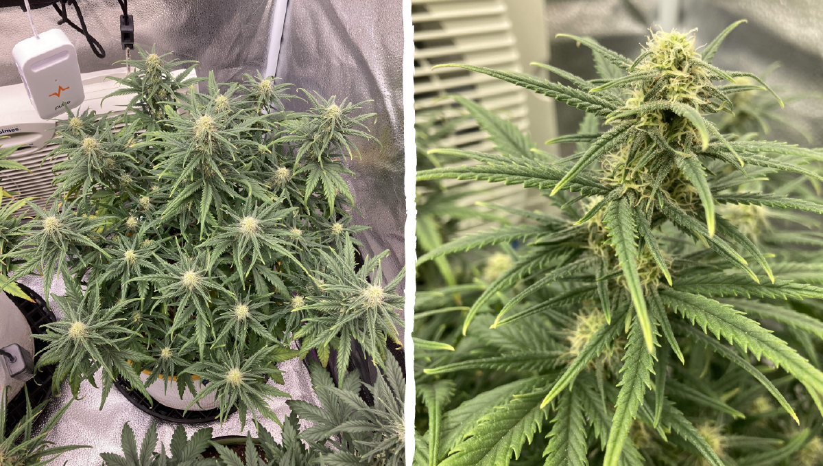 Trainwreck auto week-by-week: flowering stage week 6 Trainwreck auto week-by-week: flowering stage week 6