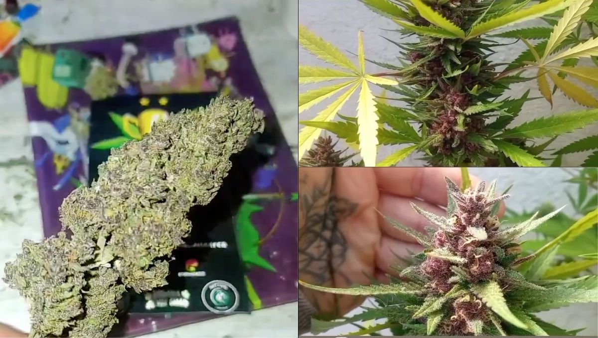 Graphic-19.jpg Die Blüten der siegreichen Banana Purple Punch Auto vor und nach der Ernte.