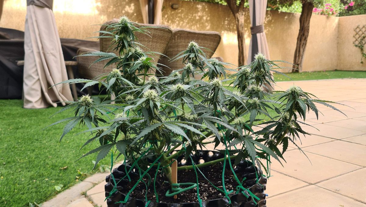 Super Lemon Haze Auto cannabis strain: early flower | weeks 6-7 | an indoor autoflower shot outside, in the backyard and showing immature but well-developed flowers Super Lemon Haze Auto cannabis strain: early flower | weeks 6-7 | an indoor autoflower shot outside, in the backyard and showing immature but well-developed flowers