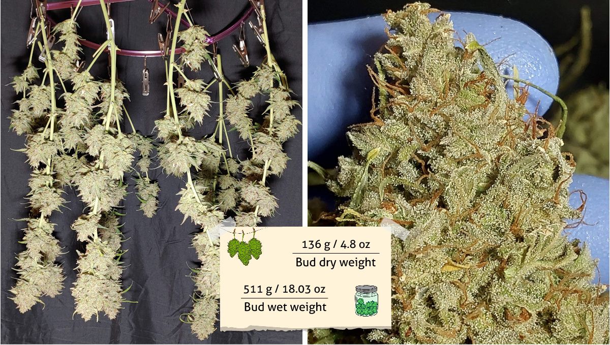 Mimosa Cake Auto cannabis strain outcome: trimmed marijuana branches hanging upside down and a grower's hand holding a nugget Mimosa Cake Auto cannabis strain outcome: trimmed marijuana branches hanging upside down and a grower's hand holding a nugget