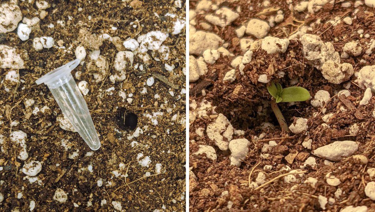Cream Cookies Auto cannabis strain: germination and seedling stage | week 1 | an empty plastic vial used to make a hole in the soil for the planting of a seed and the sprout emerging from the ground