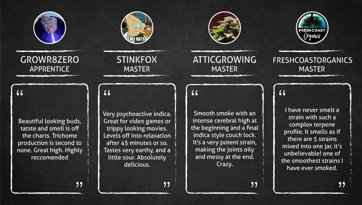 LSD-25 Auto cannabis strain: smoke report