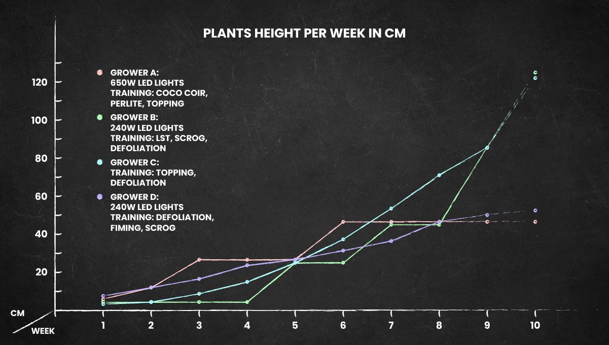 Tropicana Cookies FF cannabis strain: height chart for the whole life cycle