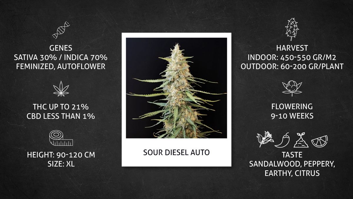 Sour Diesel Auto Cannabis Strain specs sheet