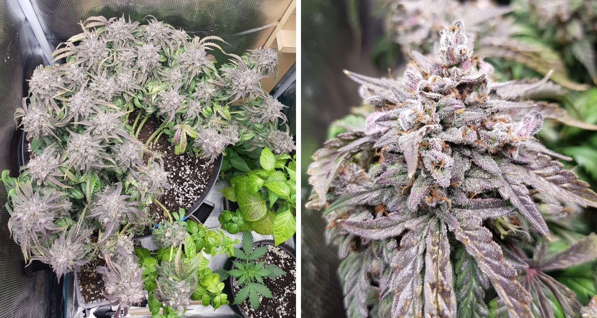 Bubba Kush Auto cannabis strain: ripening and harvest | weeks 14-16 Bubba Kush Auto cannabis strain: ripening and harvest | weeks 14-16