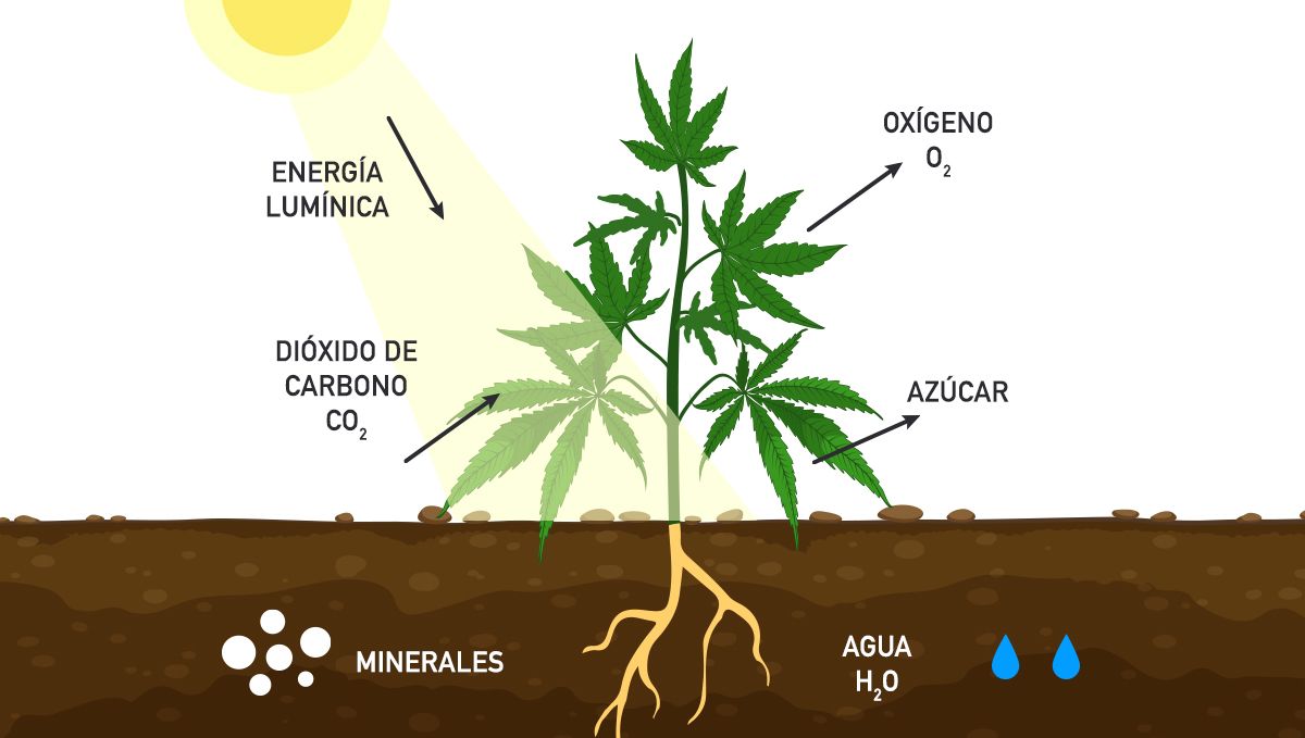 Cómo aumentar los rendimientos del cannabis con CO2: Fotorespiración