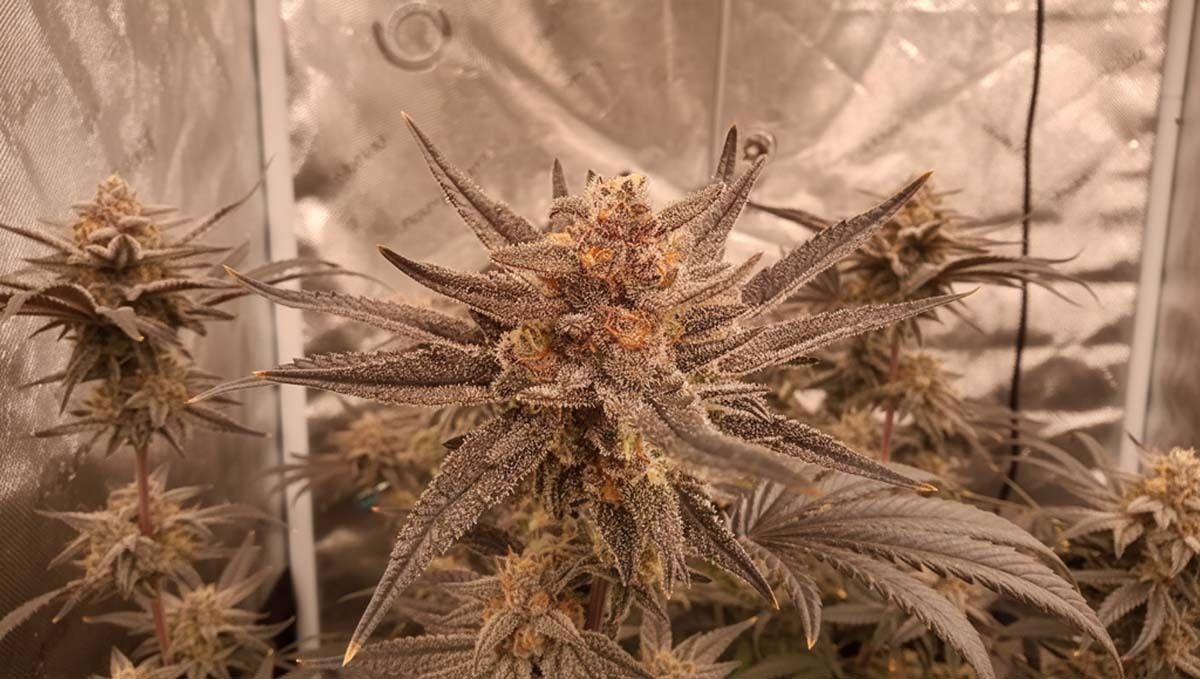 Purple Punch