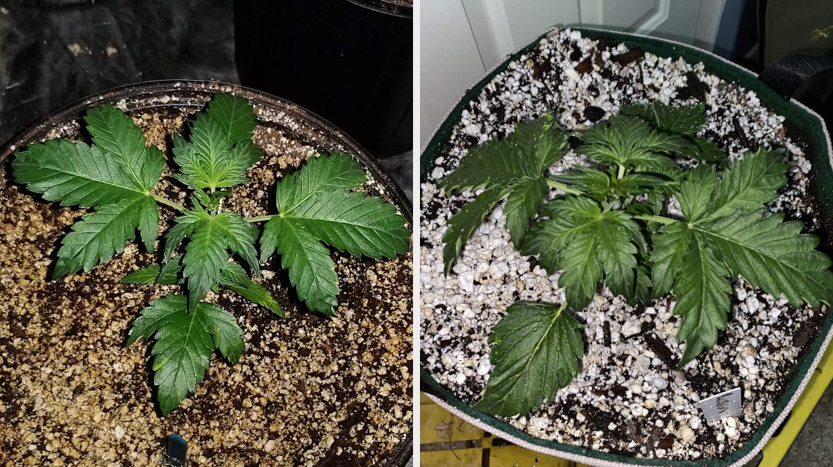 Russian Auto Cannabis Strain Week-by-Week Guide: A comparison of two three-week-old autoflowers with dark-green and somewhat droopy leaves