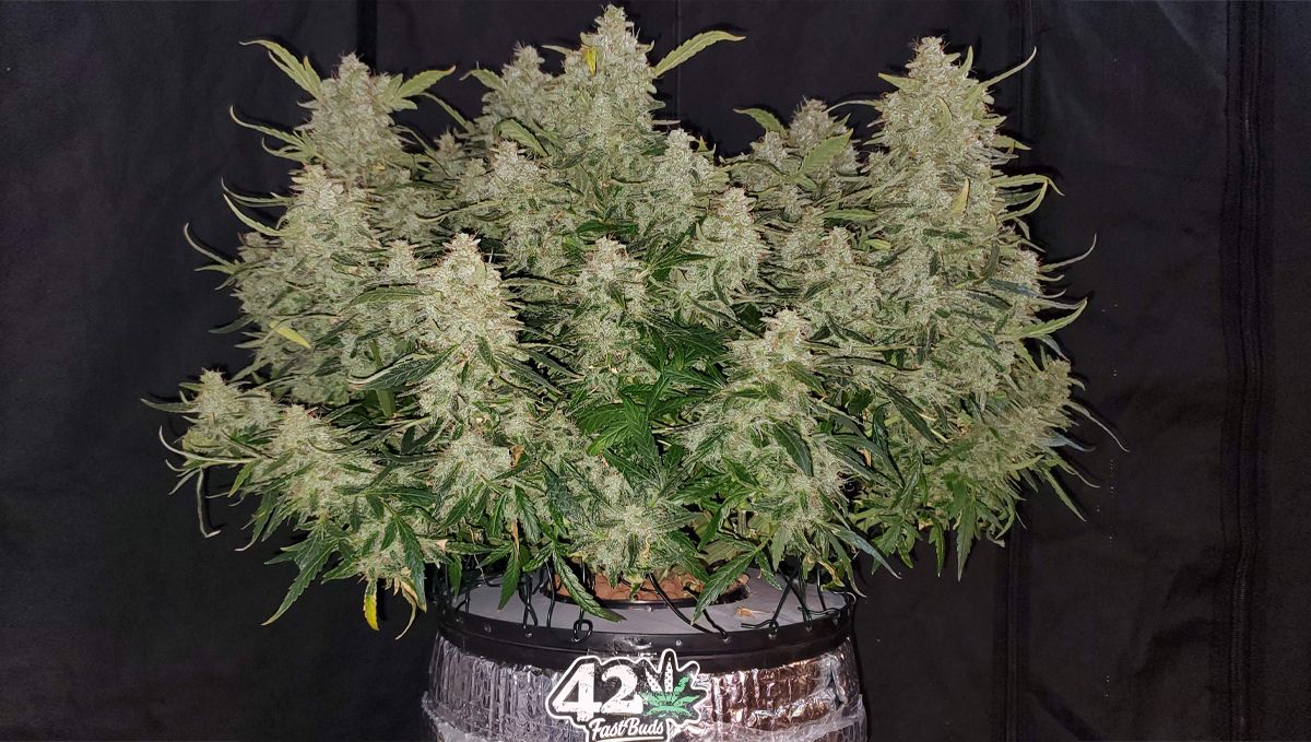 Top 5 best indoor autoflower strains: blueberry auto Top 5 best indoor autoflower strains: blueberry auto