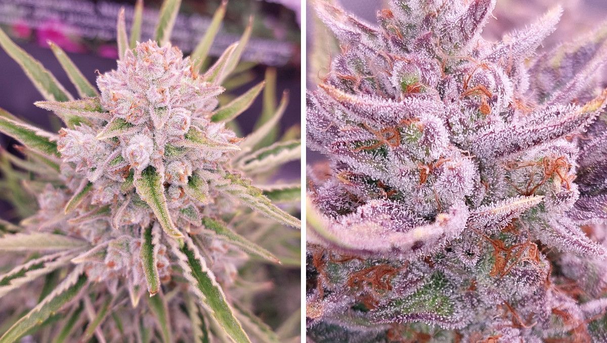 Cherry Cola Auto cannabis strain: ripening and harvest | weeks 10+ | pinkish beauty