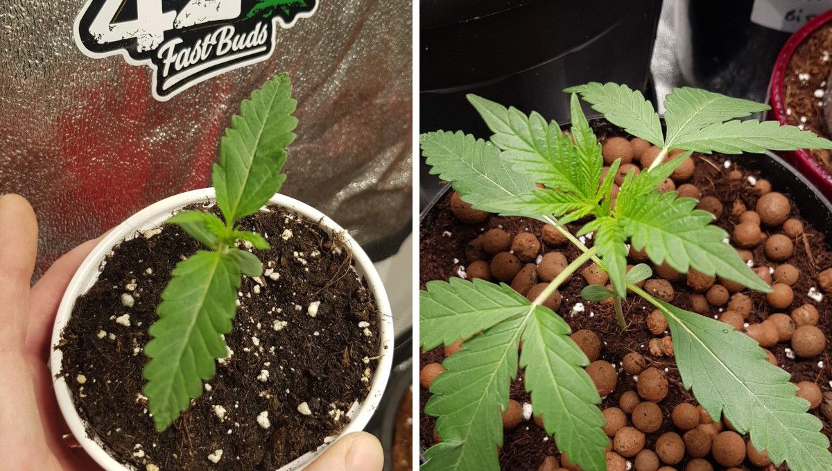 Orange Sherbet FF cannabis strain: early veg | week 2 | before and after a transplant into a solo cup Orange Sherbet FF cannabis strain: early veg | week 2 | before and after a transplant into a solo cup