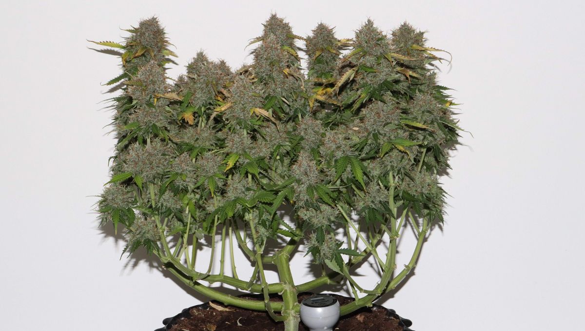 Top 5 best indoor autoflower strains: gorilla glue auto Top 5 best indoor autoflower strains: gorilla glue auto