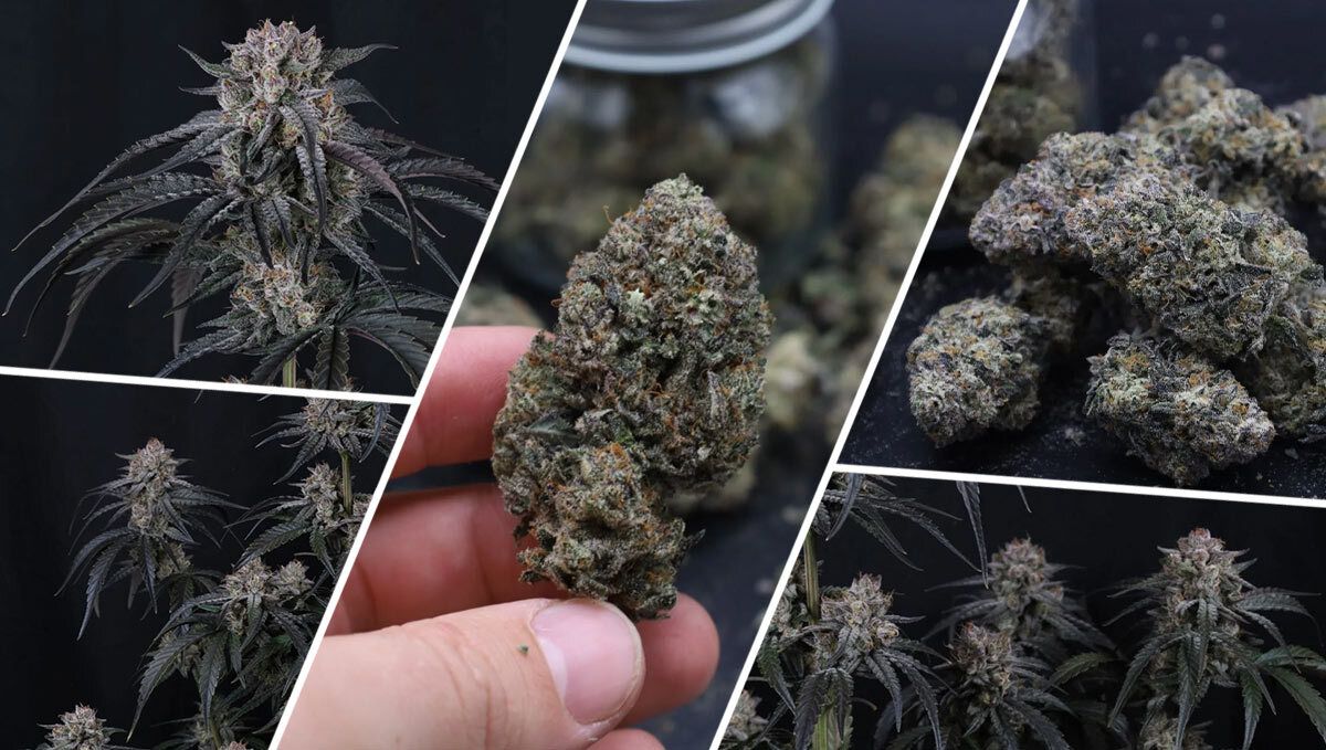 Mango Frost Auto