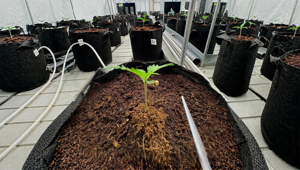 cover_29.jpg Planting in Coco