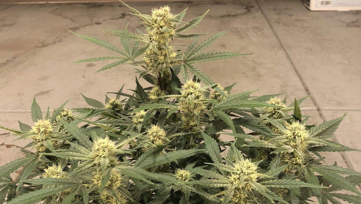 Girl Scout Cookies Auto Cannabis Strain Week-by-Week Guide: An indoor ganja plant in mid-flower with one resinous cola slightly taller than the rest Girl Scout Cookies Auto Cannabis Strain Week-by-Week Guide: An indoor ganja plant in mid-flower with one resinous cola slightly taller than the rest