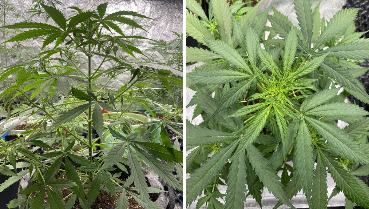 Watermelon Z Auto cannabis strain: transition (pre-flower) | week 5 | a bushy autoflower with an open structure barely starting to bud