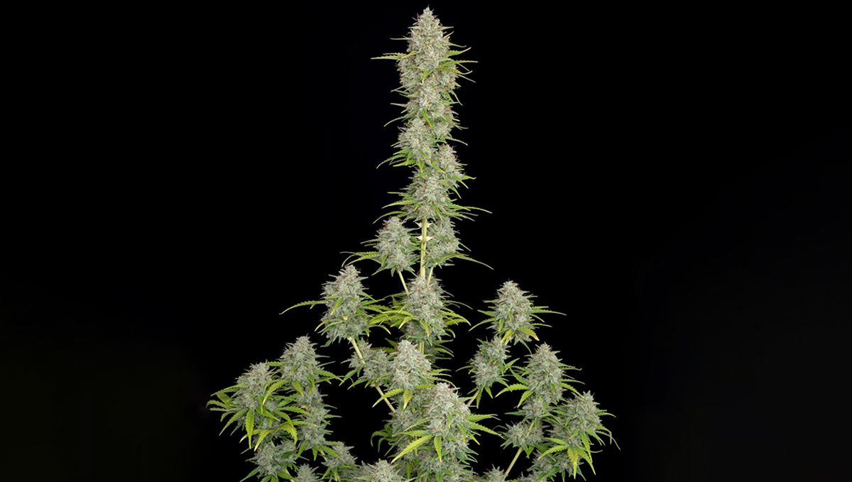 Die Top 5 Besten Sativa Autoflower Sorten: Orange Sherbet Auto