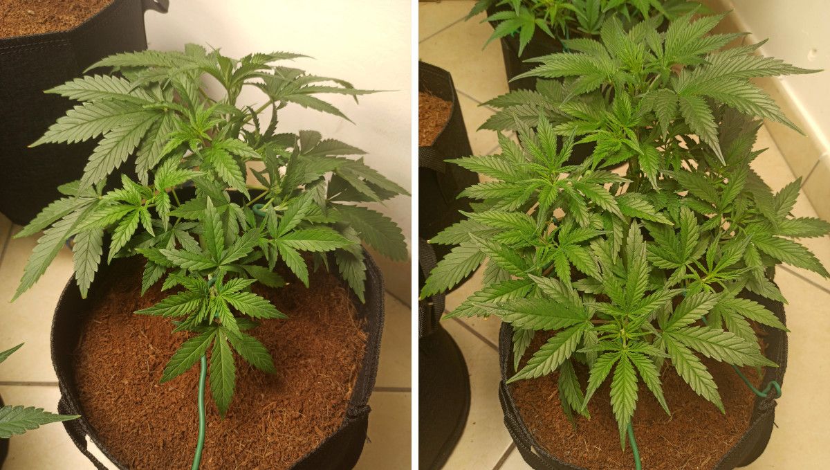 Forbidden Runtz Auto Cannabis Strain Week-by-Week Guide: A big autoflower growing explosively indoors in a large textile pot filled with coco coir Forbidden Runtz Auto Cannabis Strain Week-by-Week Guide: A big autoflower growing explosively indoors in a large textile pot filled with coco coir