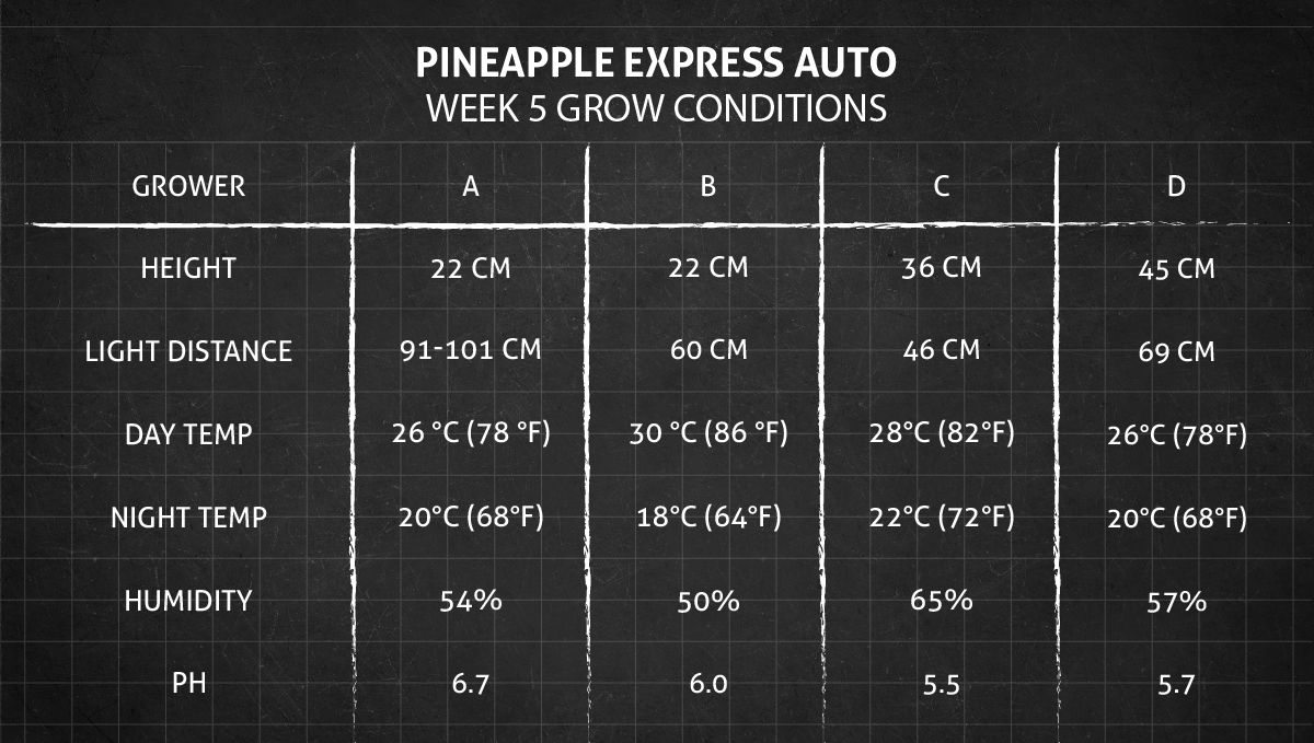 Pineapple Express Auto cannabis strain: week 5 grow conditions Pineapple Express Auto cannabis strain: week 5 grow conditions