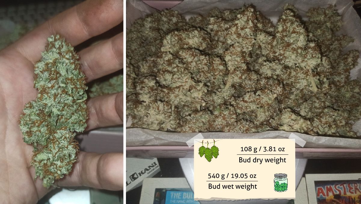 Big Bud Auto Cannabis Strain Week-by-Week Guide: A trimmed, dried, and cured marijuana bud in the palm of a grower's hand and a heap of buds on the scales