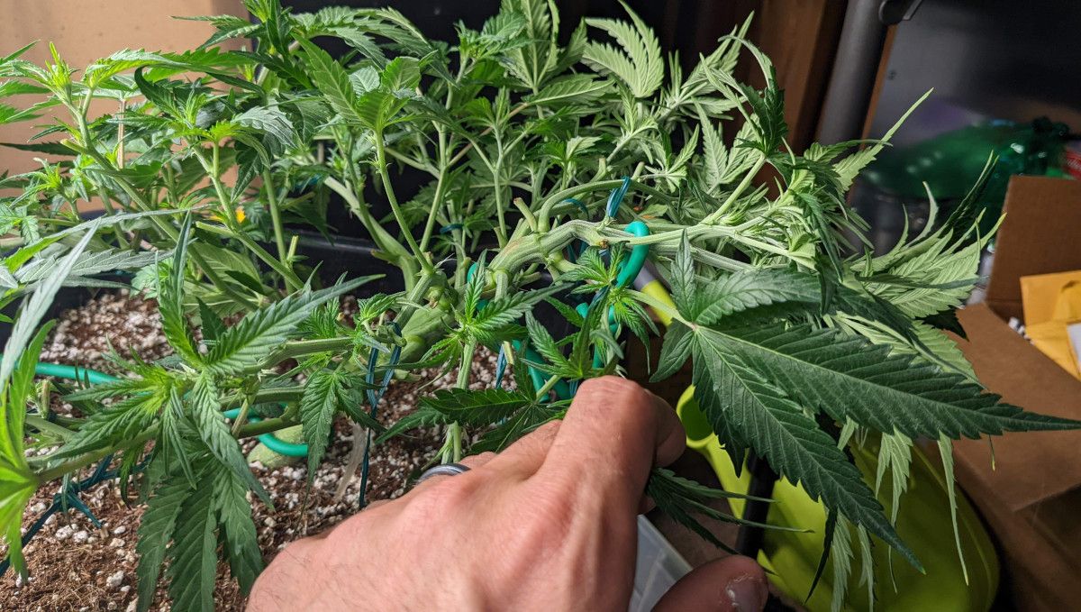 Banana Purple Punch Auto Cannabissorte: Übergangsphase (Vorblüte) | Woche 5 | eine autoflowering Pflanze wird trainiert und entlaubt Banana Purple Punch Auto Cannabissorte: Übergangsphase (Vorblüte) | Woche 5 | eine autoflowering Pflanze wird trainiert und entlaubt