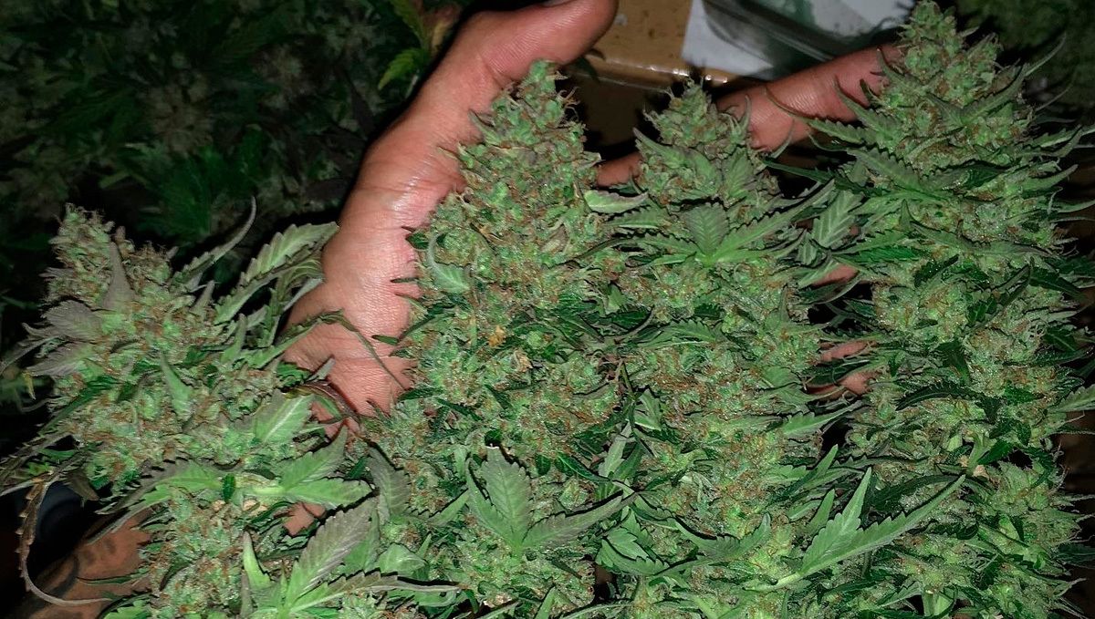 Stardawg auto strain history: how to grow stardawg auto Stardawg auto strain history: how to grow stardawg auto