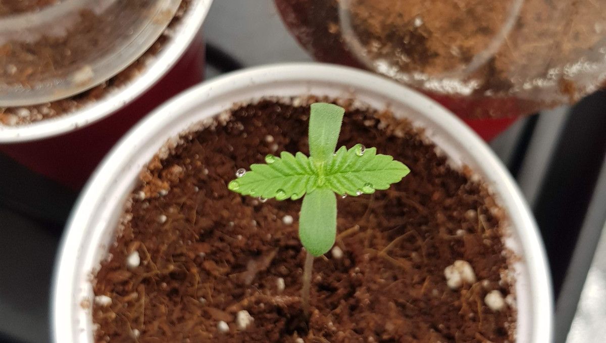 Wedding Cheesecake FF cannabis strain: germination and seedling stage | week 1 | growing in a plastic cup filled with coco Wedding Cheesecake FF cannabis strain: germination and seedling stage | week 1 | growing in a plastic cup filled with coco