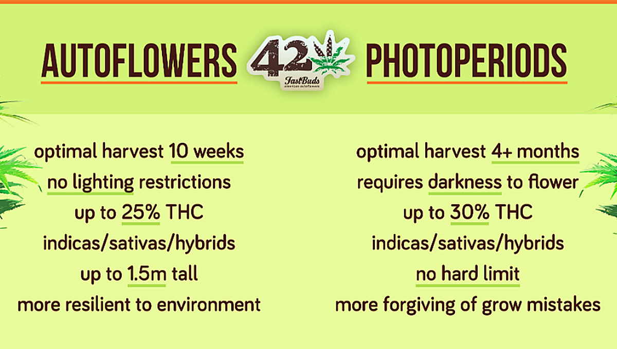 A table listing the pros and cons of autoflowering cannabis A table listing the pros and cons of autoflowering cannabis
