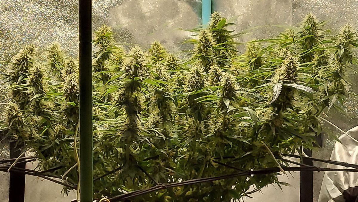 Super Lemon Haze Auto cannabis strain: mid flower (bulk phase) | weeks 8-9 | a lush multi-branch autoflower with many immature-looking colas Super Lemon Haze Auto cannabis strain: mid flower (bulk phase) | weeks 8-9 | a lush multi-branch autoflower with many immature-looking colas