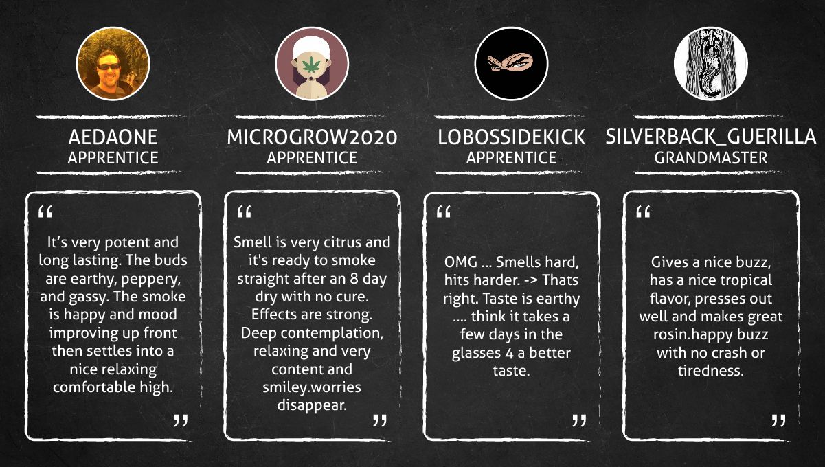 GG4 Sherbet FF cannabis strain: smoke report