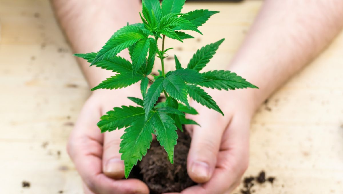 How to enhance the flavors of cannabis: super soil How to enhance the flavors of cannabis: super soil