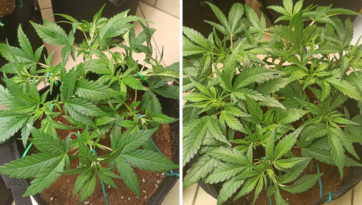 Purple Punch Auto Cannabis Strain Week-by-Week Guide: A 5-week-old cannabis bush continues to veg; its branches are trained with braces