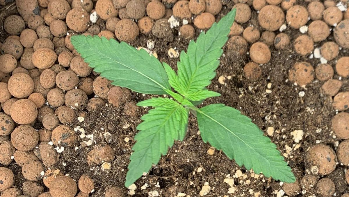 Banana Purple Punch Auto Cannabissorte: frühe Vegetation | Woche 2 | diese Autoflower ist gut entwickelt für Woche 2 Banana Purple Punch Auto Cannabissorte: frühe Vegetation | Woche 2 | diese Autoflower ist gut entwickelt für Woche 2