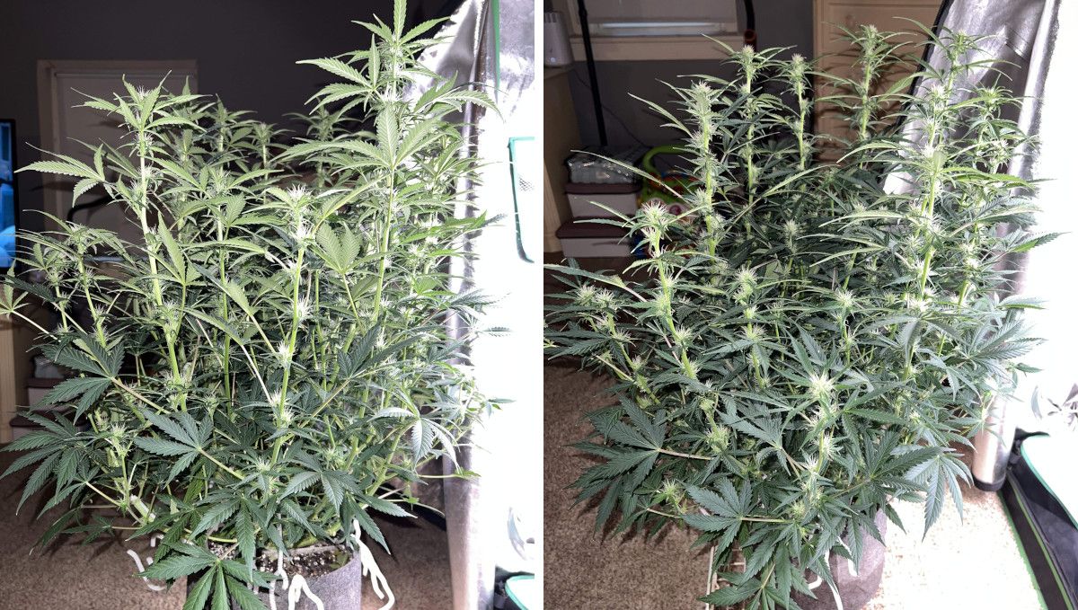 Amnesia Z Auto cannabis strain: early flower | weeks 6-7 | a tall, stretchy autoflower with multiple branches Amnesia Z Auto cannabis strain: early flower | weeks 6-7 | a tall, stretchy autoflower with multiple branches