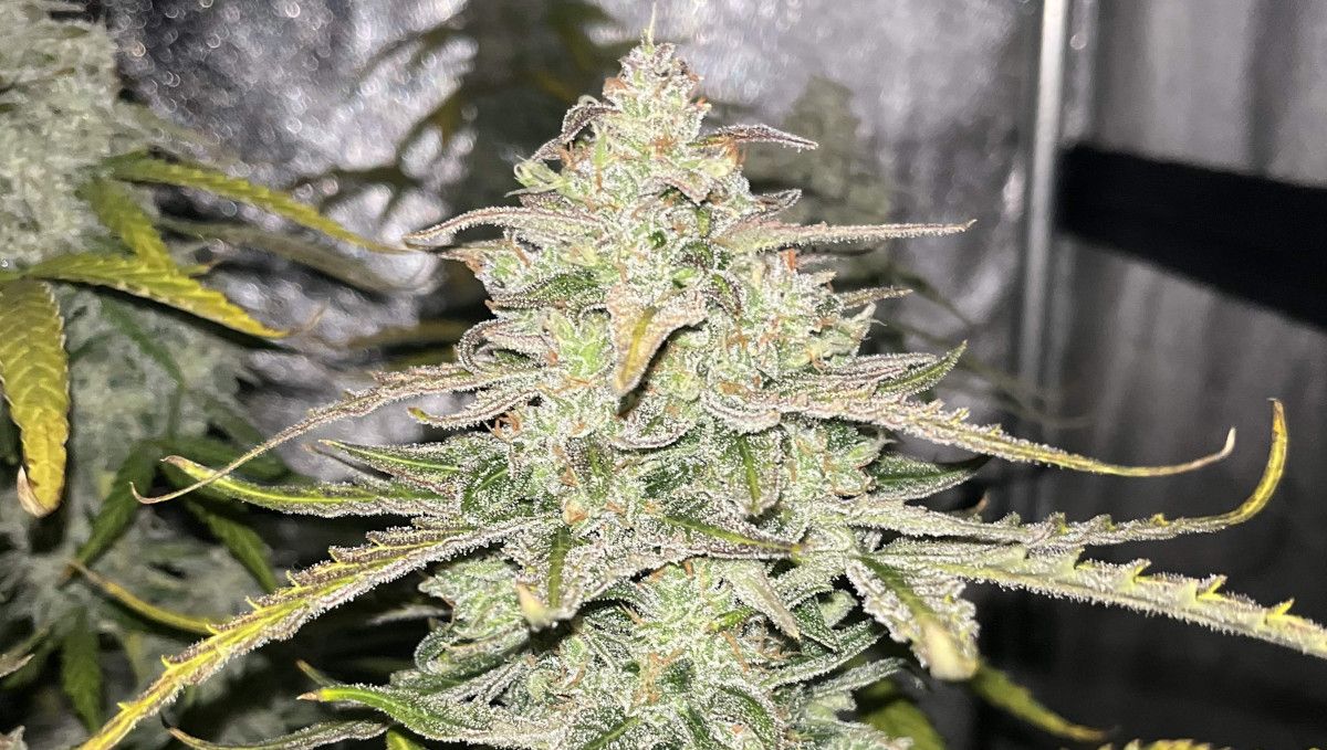 Pineapple Express Auto cannabis strain: ripening and harvest | weeks 10+ | a closeup shot of a mature marijuana bud with resin covering everything Pineapple Express Auto cannabis strain: ripening and harvest | weeks 10+ | a closeup shot of a mature marijuana bud with resin covering everything