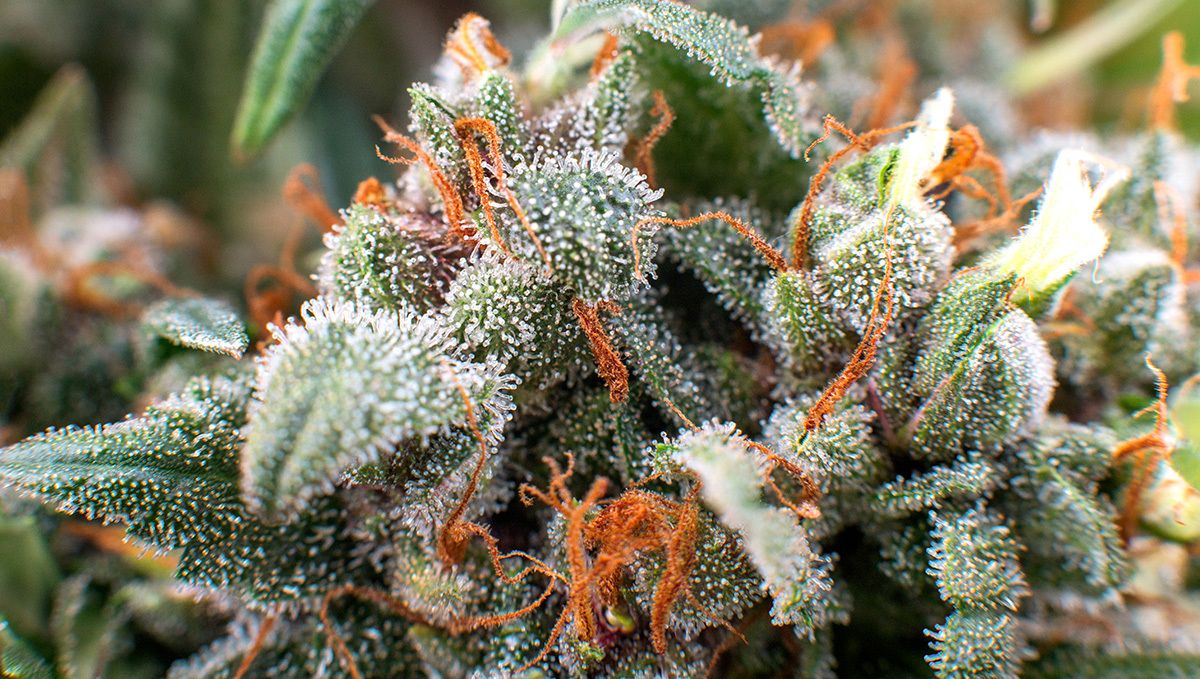 How to Cure Buds: how to cure