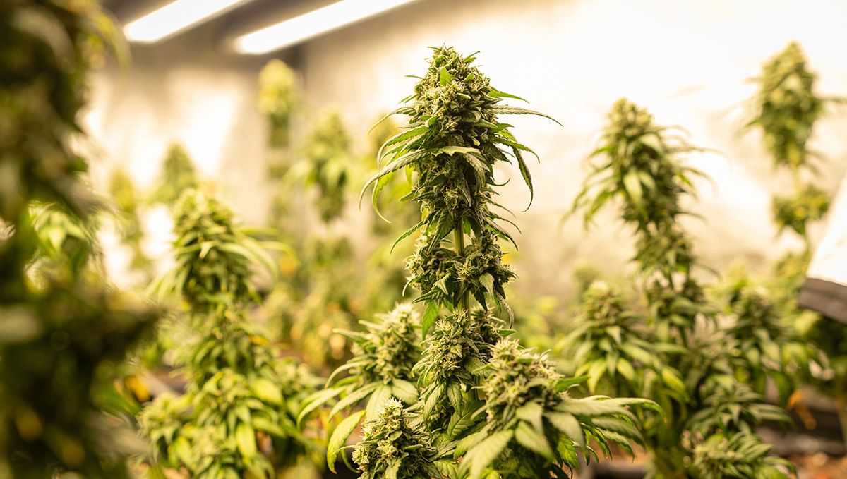 How to Grow Cannabis Indoors: a Beginners guide - 2021 (Part 2): Observe and Monitor