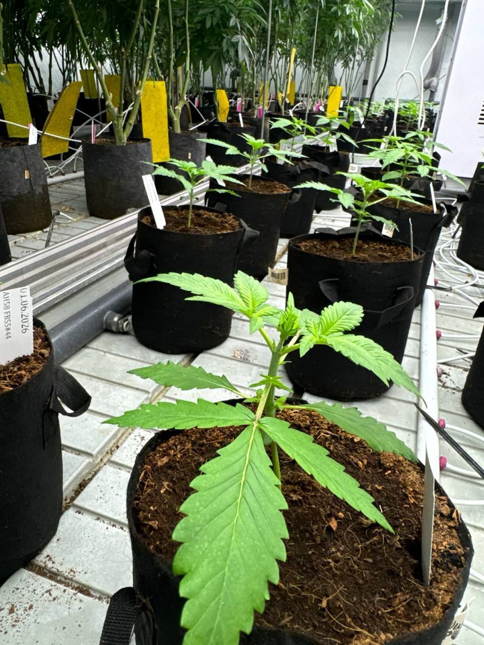 Lemon Cherry Cookies Auto