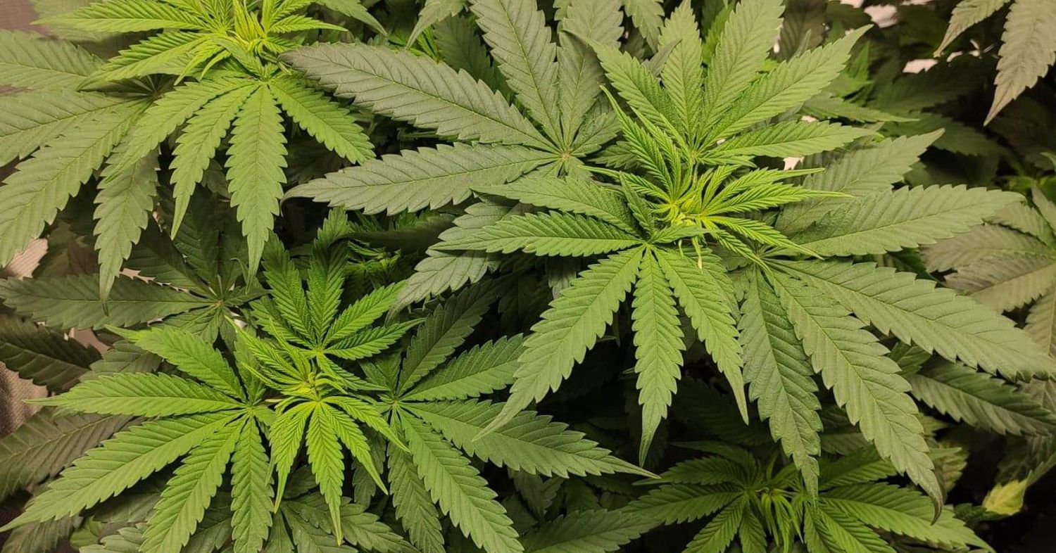 Durban poison week-by-week: week 3