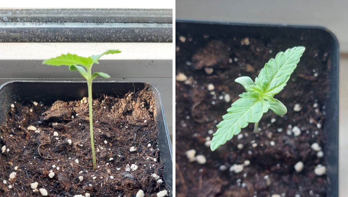 Wedding Cheesecake FF cannabis strain: germination and seedling stage | week 1 | growing on the window sill in a black plastic starter pot Wedding Cheesecake FF cannabis strain: germination and seedling stage | week 1 | growing on the window sill in a black plastic starter pot