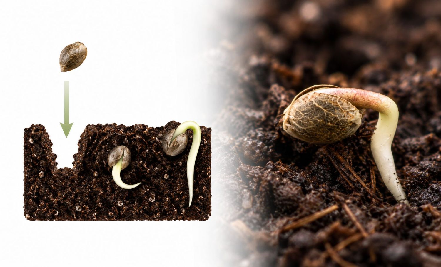 Guía de germinación: plantando directo en el sustrato Guía de germinación: plantando directo en el sustrato