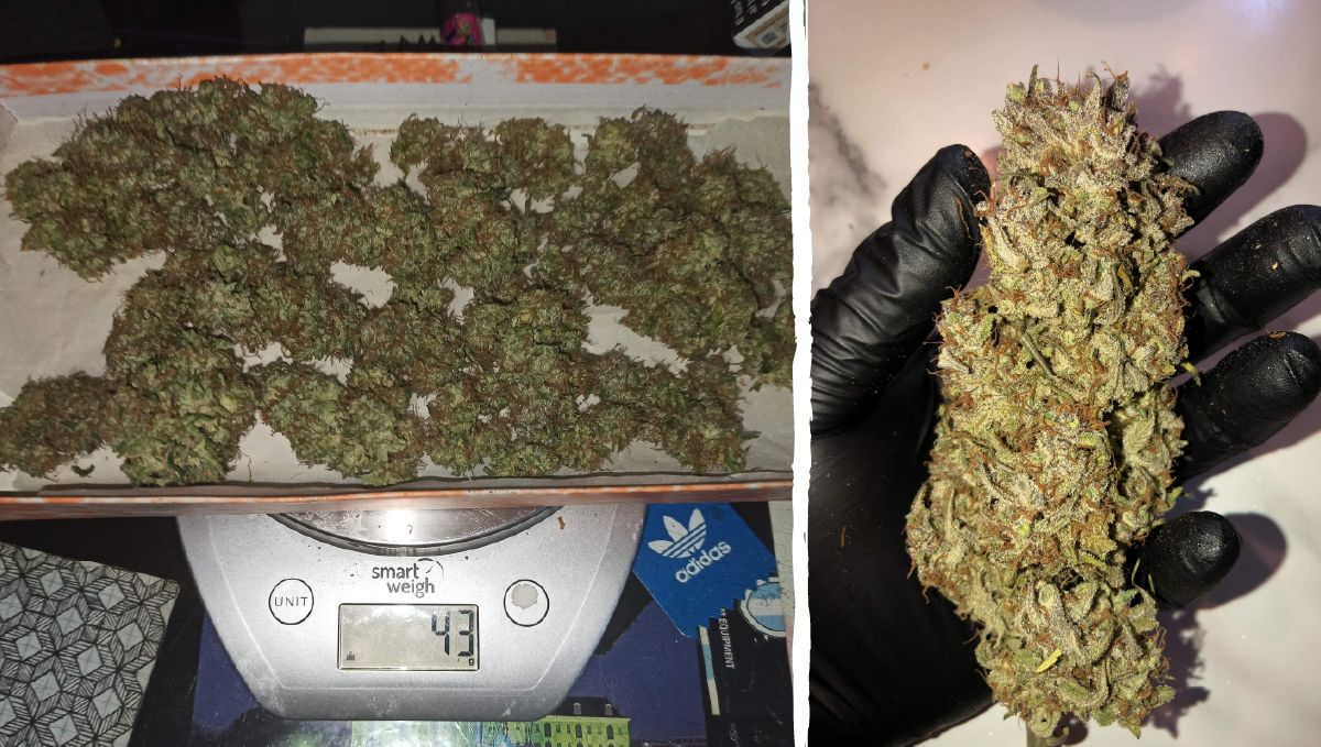 Blueberry auto week-by-week guide: type of effect Blueberry auto week-by-week guide: type of effect