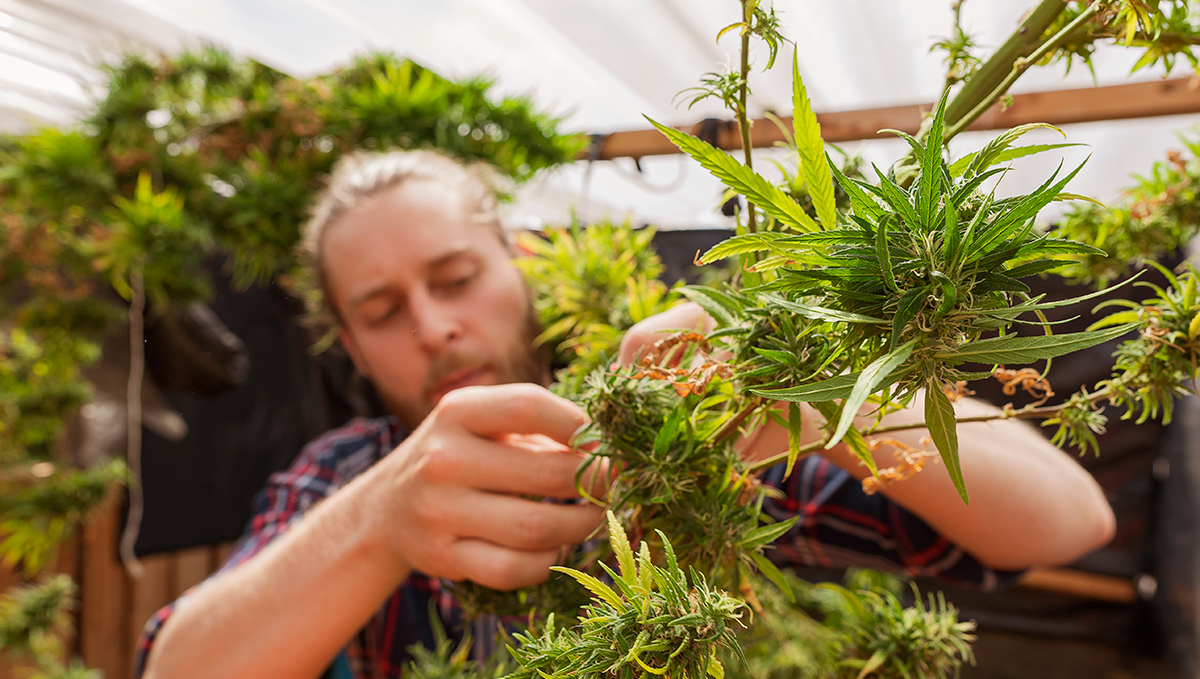 Weed in russia: industrial hemp in russia Weed in russia: industrial hemp in russia