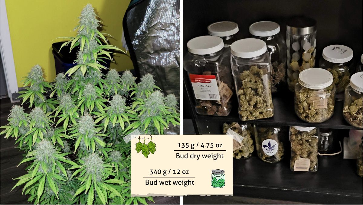 Mimosa Cake Auto cannabis strain outcome: a mature cannabis plant ready for harvest and jars full of dried buds Mimosa Cake Auto cannabis strain outcome: a mature cannabis plant ready for harvest and jars full of dried buds