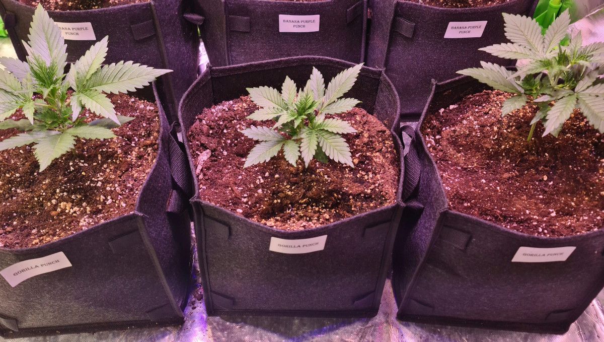Gorilla Punch Auto cannabis strain: early veg | week 2 | three young weed plants in grow bags in a tent