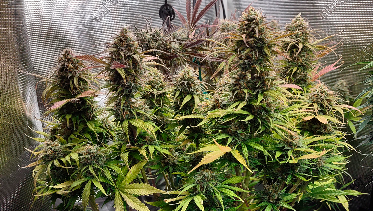 10 Best Strains for Female Arousal in 2022: Trainwreck